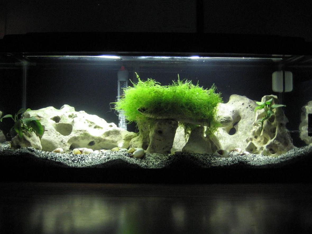 20 gallons planted tank (mostly live plants and fish) - 20G (long) Lake Tanganyika shell dweller tank