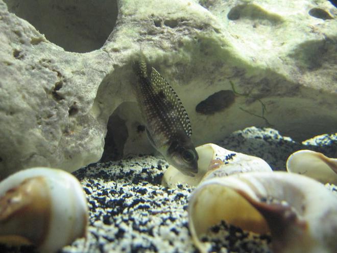 freshwater fish - lamprologus stappersi - pearly ocellatus stocking in 20 gallons tank - Male adult "lamprologus stappersi"