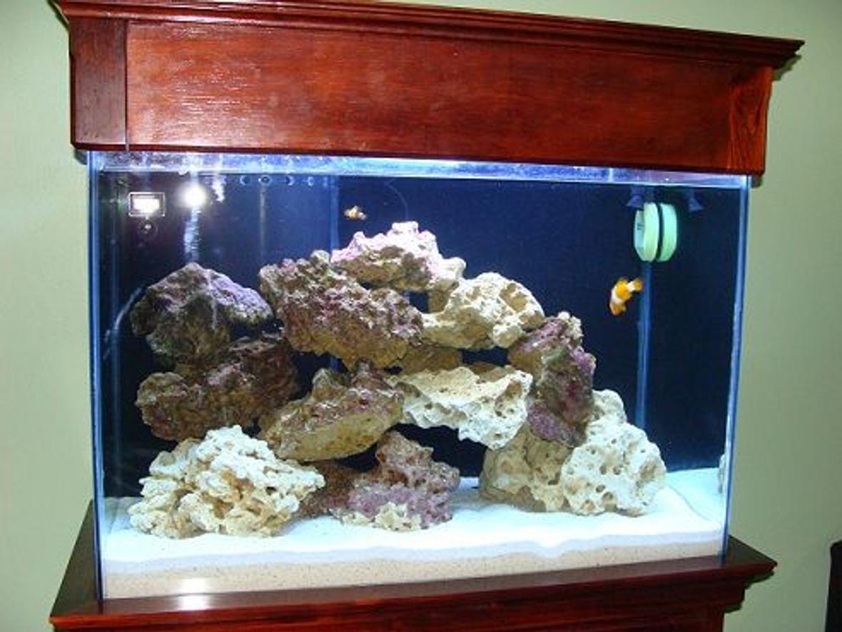 48 gallons saltwater fish tank (mostly fish, little/no live coral) - 60 gal