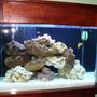 48 gallons saltwater fish tank (mostly fish, little/no live coral) - 60 gal