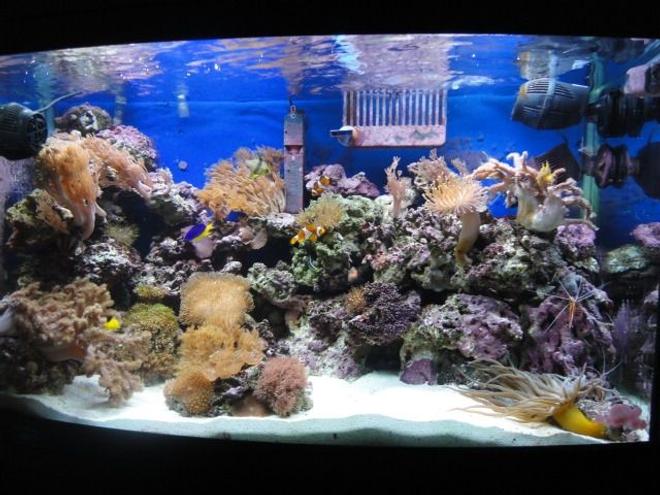 39 gallons reef tank (mostly live coral and fish) - AQUAMARINE 900