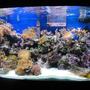39 gallons reef tank (mostly live coral and fish) - AQUAMARINE 900