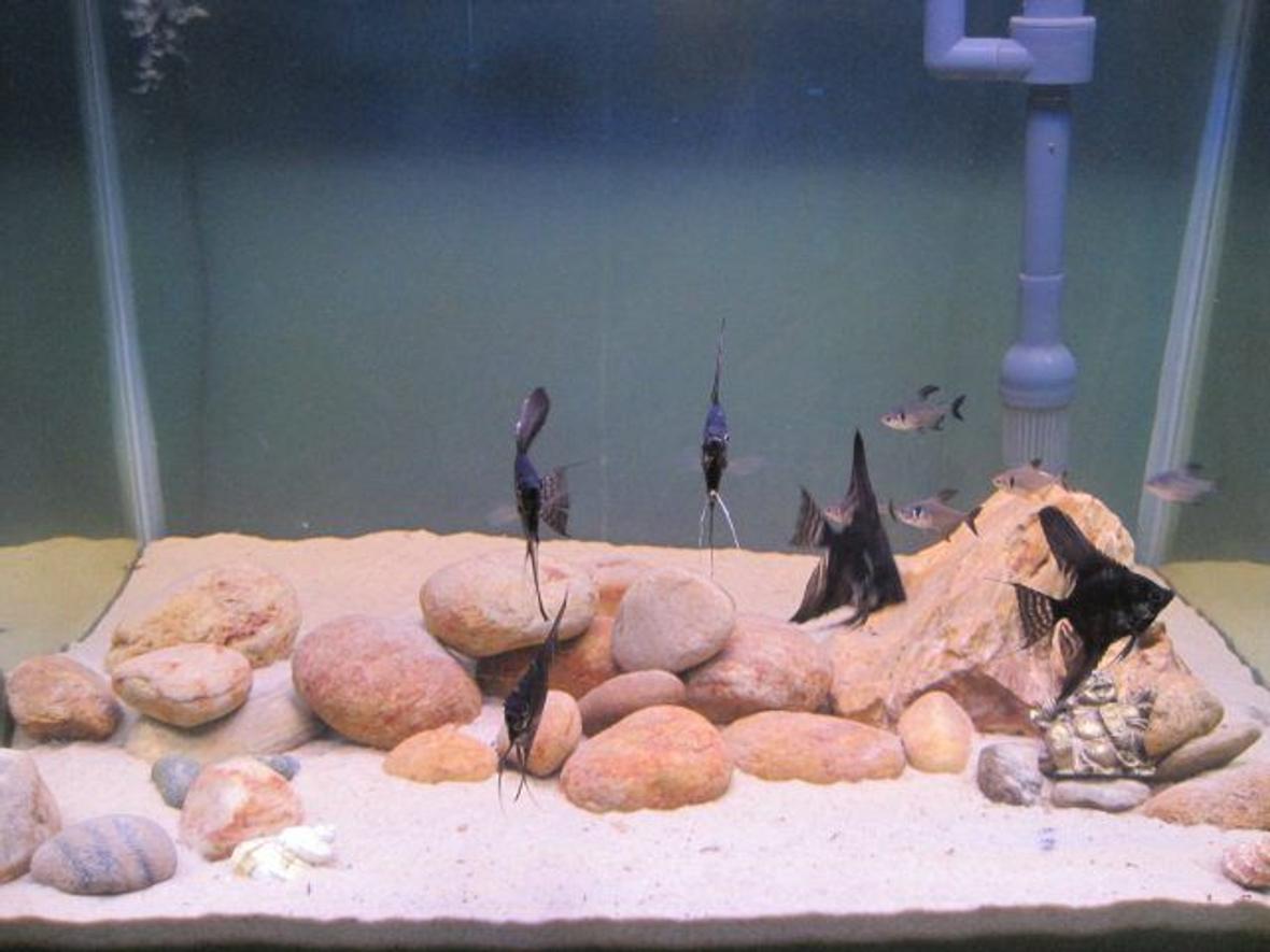 40 gallons freshwater fish tank (mostly fish and non-living decorations) - 30 Gallon all glass tank with housing few black angles 2 different species of Tetra 1 cory cat fish and an apple snail.Nothing is expensive in this setup all the white sand and rocks are collected from a river nearby.I have all taken care of the filtration i am using a top filter which gives an output of 150 gallon per hour.I perform 20 % water change weekly .I feed the inhabitants blood worms and tetra mini bits.