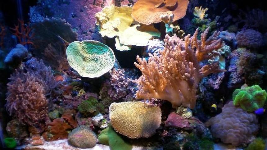 Rated #31: 65 Gallons Reef Tank - 65 Gallon Mix Reef