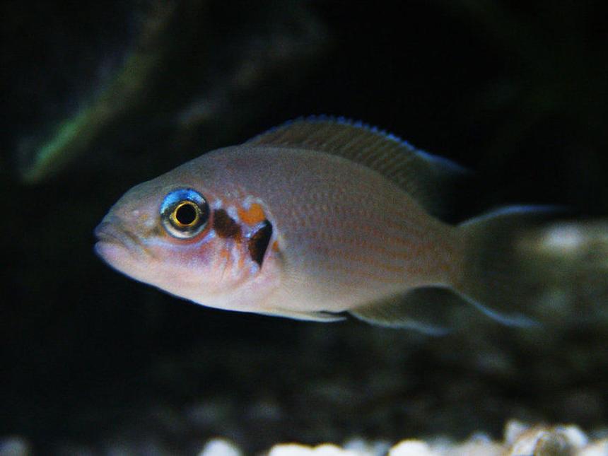 Rated #26: Freshwater Fish - Neolamprologus Pulcher - Daffodil Cichlid Stocking In 46 Gallons Tank - my daffodil african cichlid