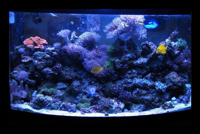 46 gallons reef tank (mostly live coral and fish) - NO SUMP
46 gallon BowFront