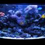 46 gallons reef tank (mostly live coral and fish) - NO SUMP 46 gallon BowFront