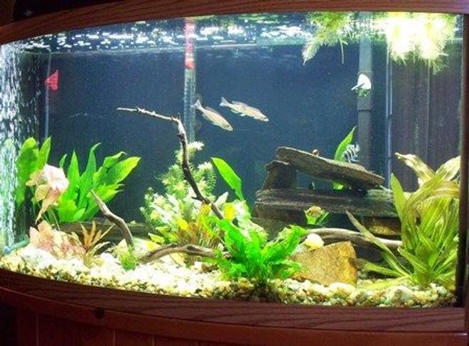 46 gallons freshwater fish tank (mostly fish and non-living decorations) - Tanganyika Community