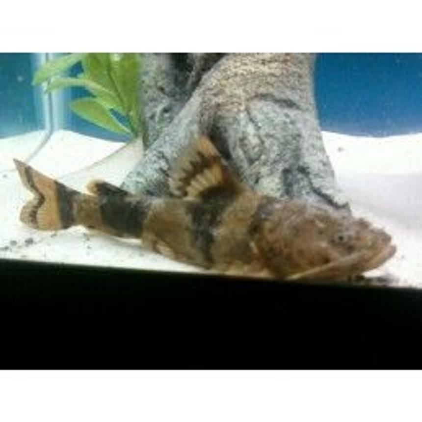 Rated #119: Freshwater Fish - Oxyeleotris Marmorata - Marble Goby Stocking In 29 Gallons Tank