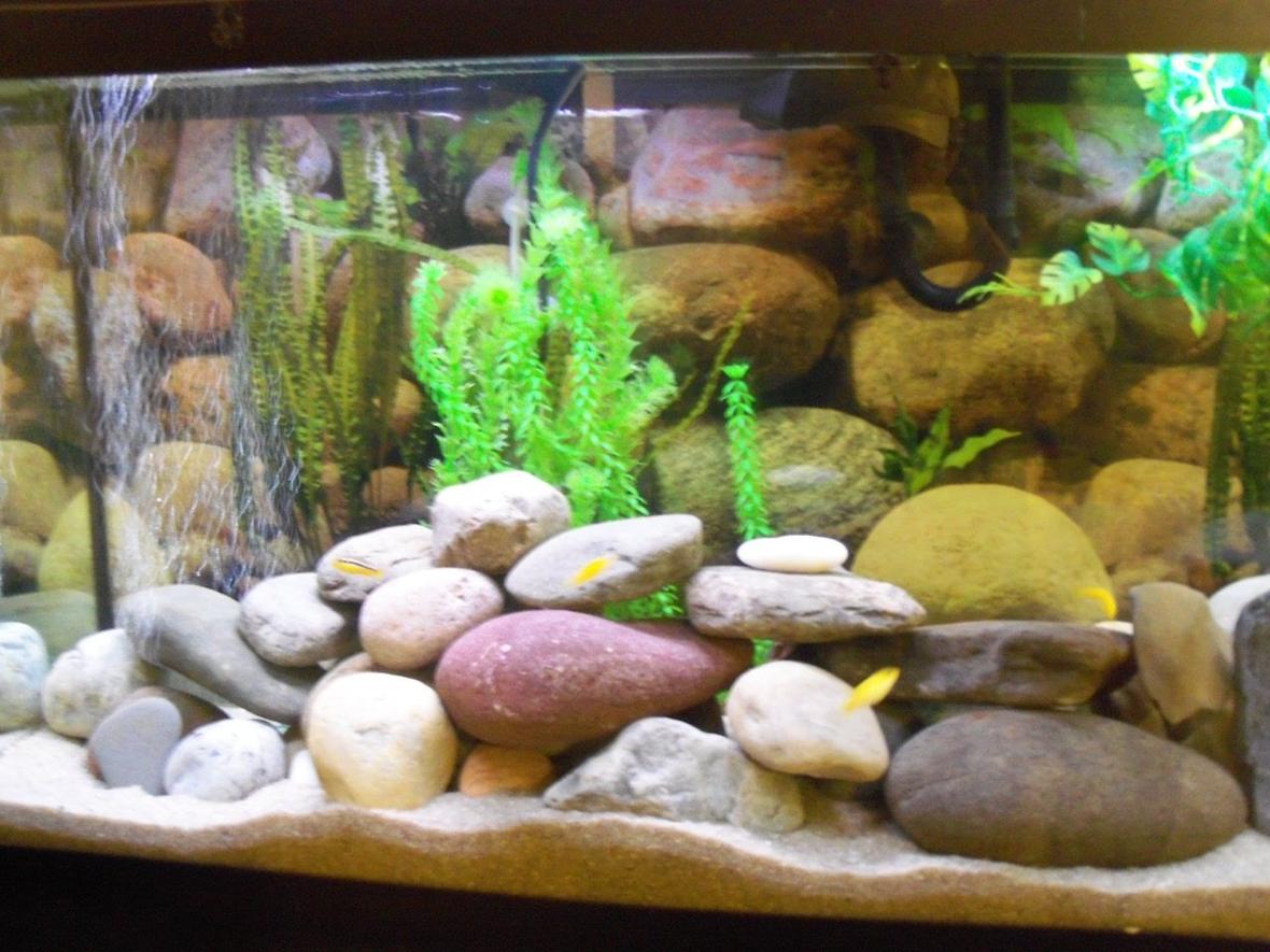 55 gallons freshwater fish tank (mostly fish and non-living decorations) - All cichlids 5 yellow Labs and 3 Melanochromis auratus, , sand, about 30 or so river rocks a few fake plants