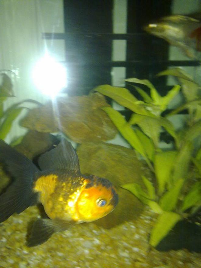 freshwater fish - carassius auratus - goldfish stocking in 250 gallons tank - my friends