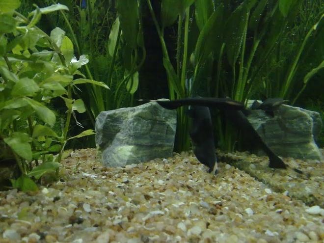 freshwater fish - apteronotus albifrons - black ghost knifefish stocking in 250 gallons tank - black ghosts