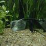 freshwater fish - apteronotus albifrons - black ghost knifefish stocking in 250 gallons tank - black ghosts