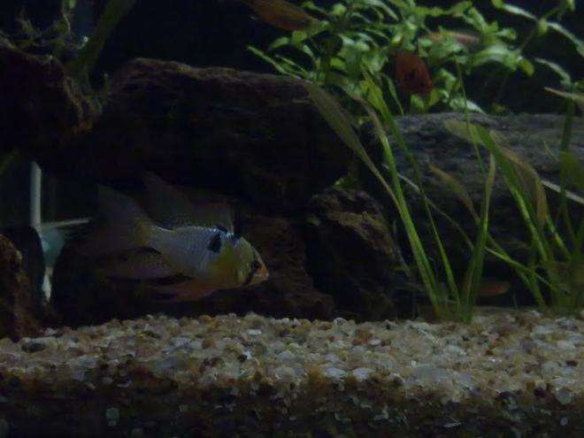 freshwater fish - papiliochromis ramirezi - german blue ram stocking in 250 gallons tank - ramrezi