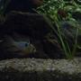 freshwater fish - papiliochromis ramirezi - german blue ram stocking in 250 gallons tank - ramrezi