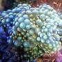 corals inverts - ricordea yuma - flower / ricordea mushroom, green stocking in 46 gallons tank - Ricordea Yuma