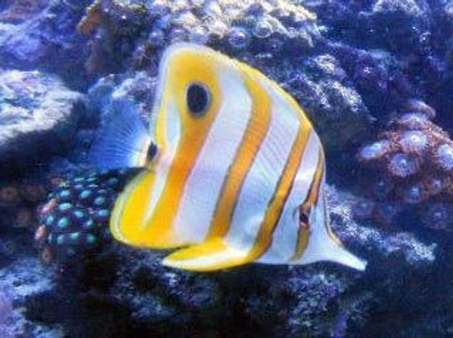 saltwater fish - chelmon rostratus - copperband butterflyfish stocking in 46 gallons tank - Copperband Butterflyfish