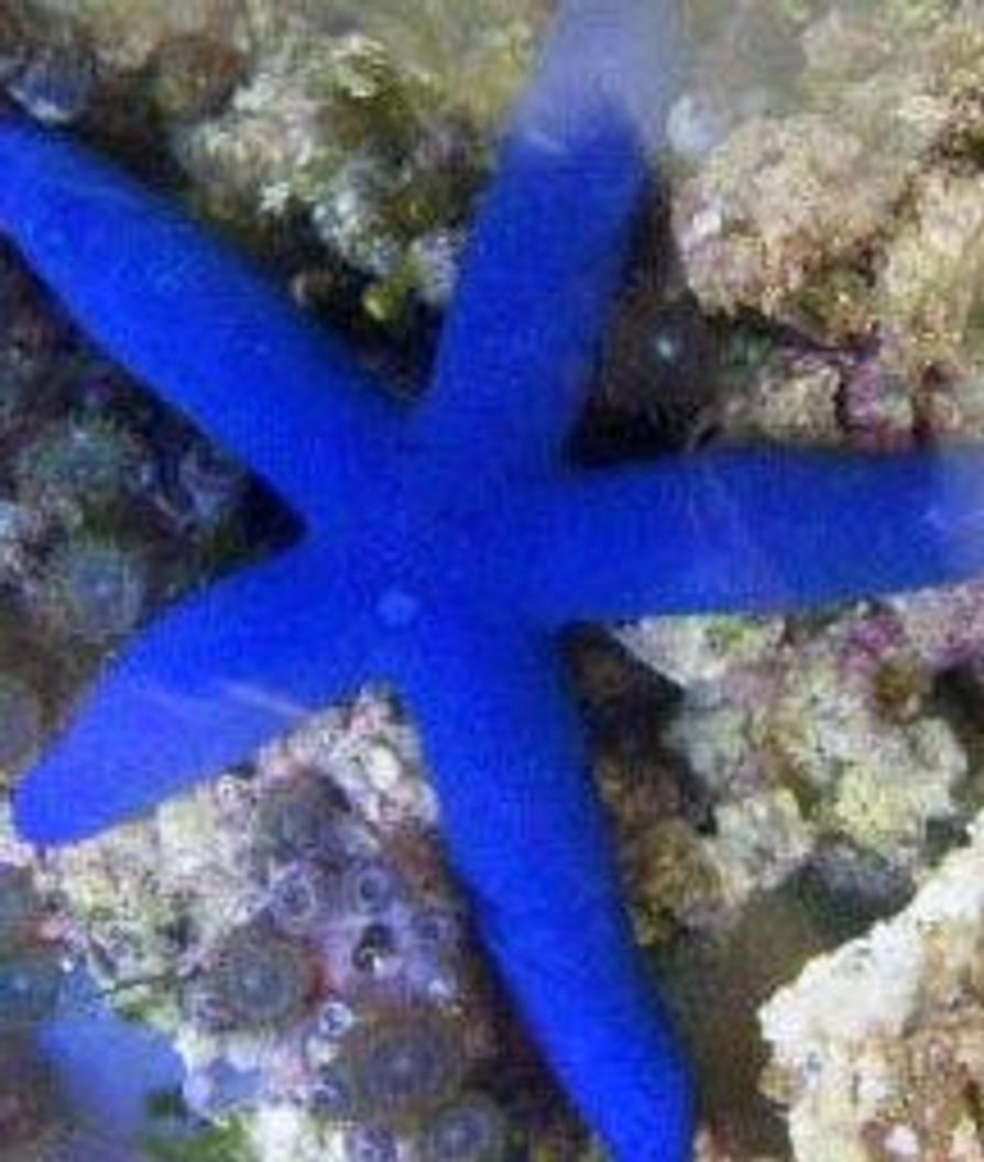 corals inverts - linckia laevigata - linckia sea star, blue stocking in 46 gallons tank - Blue Linkias Starfish
