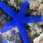 corals inverts - linckia laevigata - linckia sea star, blue stocking in 46 gallons tank - Blue Linkias Starfish
