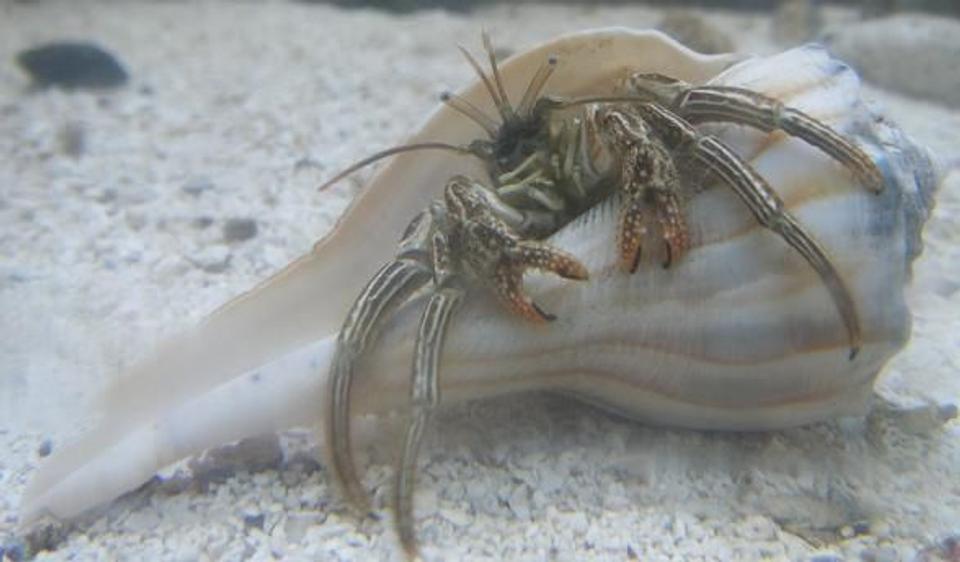corals inverts - dardanus calidus - hermit crab stocking in 46 gallons tank - Hermit Crab