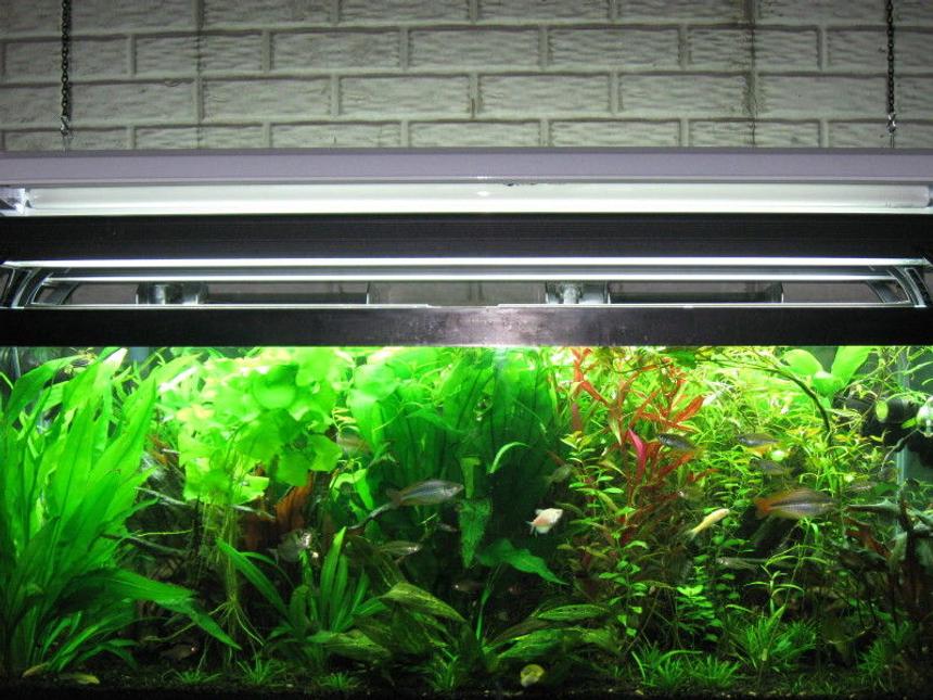 Rated #40: 75 Gallons Planted Tank - 75 gallon planted aquarium.
Co2 being used in the aquarium.

Help those in our hobby to exceed beyond there expectations.