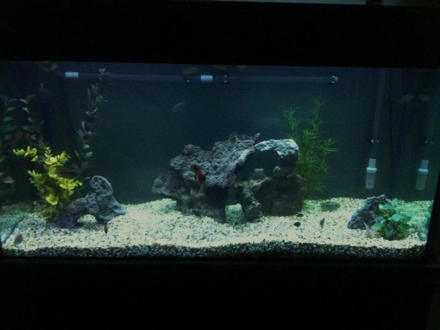 Rated #231: 90 Gallons Freshwater Fish Tank - This is my fishtank. Tell me what you think.