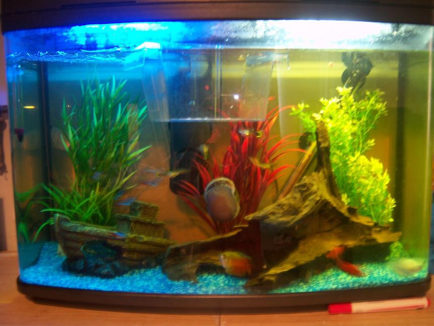 Rated #247: 14 Gallons Freshwater Fish Tank - tank with fry hatcher floatin with 1 baby platy