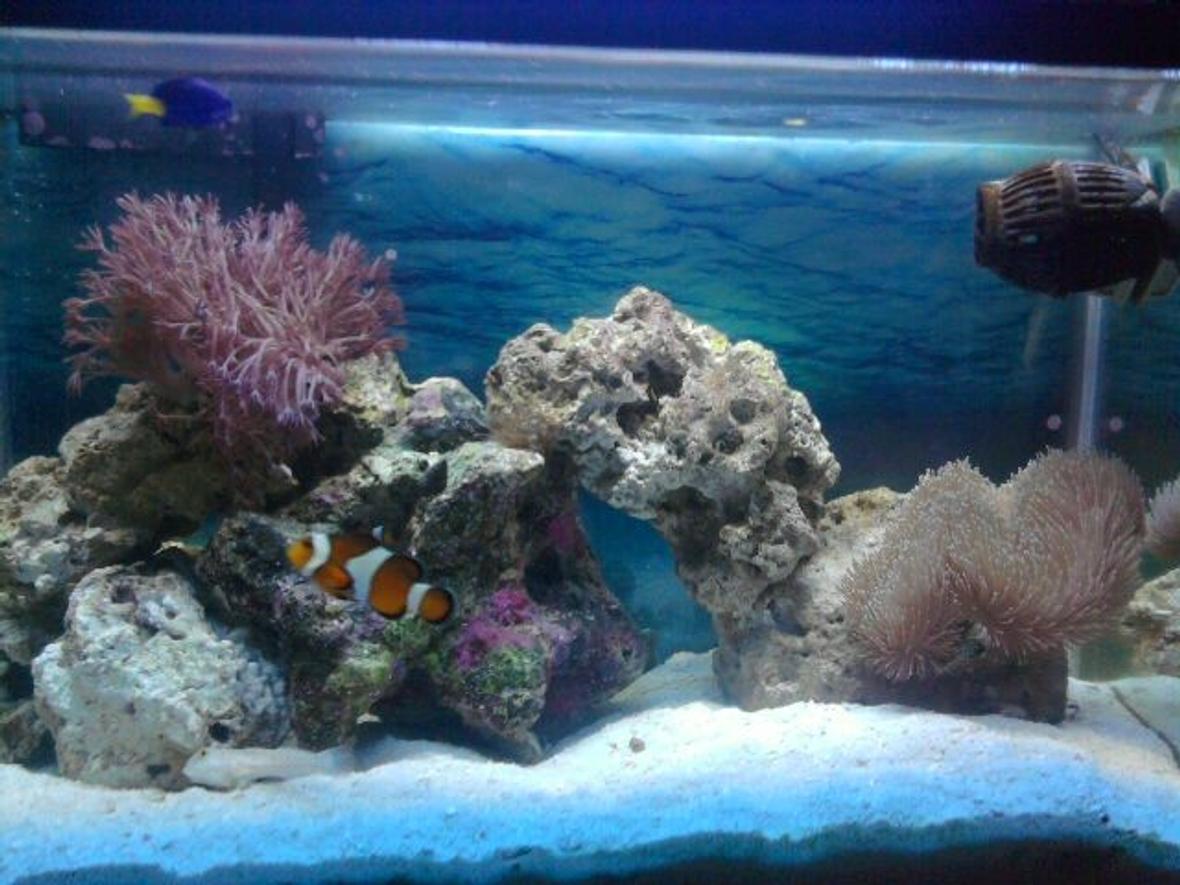 10 gallons saltwater fish tank (mostly fish, little/no live coral) - My tank