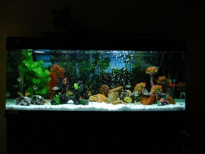 100 gallons freshwater fish tank (mostly fish and non-living decorations) - This is a picture of my 100G / 5 Feet Fresh Water tank.

The aquarium is made of acrylic and is home to some fine Cichlids. There are 21 fishes in total.