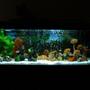 100 gallons freshwater fish tank (mostly fish and non-living decorations) - This is a picture of my 100G / 5 Feet Fresh Water tank. The aquarium is made of acrylic and is home to some fine Cichlids. There are 21 fishes in total.
