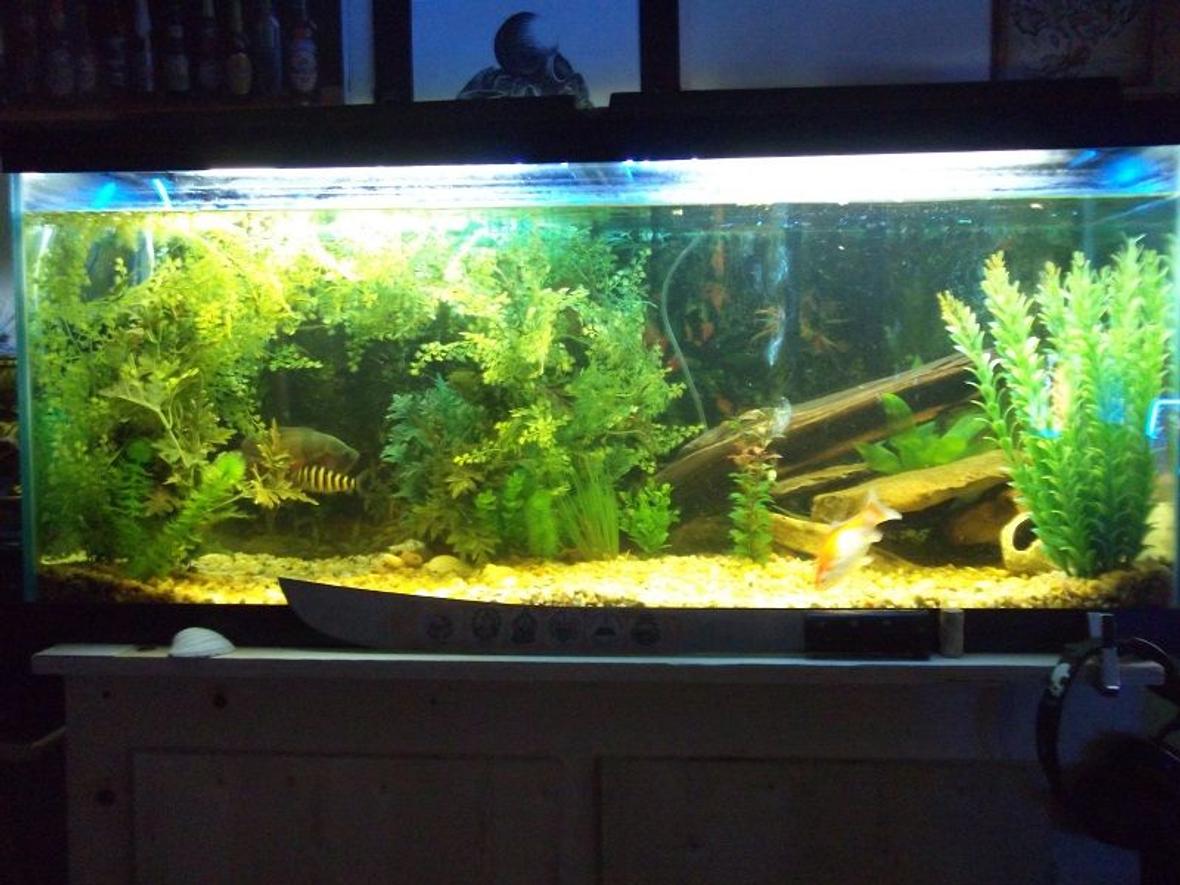 75 gallons freshwater fish tank (mostly fish and non-living decorations) - 75 gal