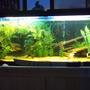 75 gallons freshwater fish tank (mostly fish and non-living decorations) - 75 gal