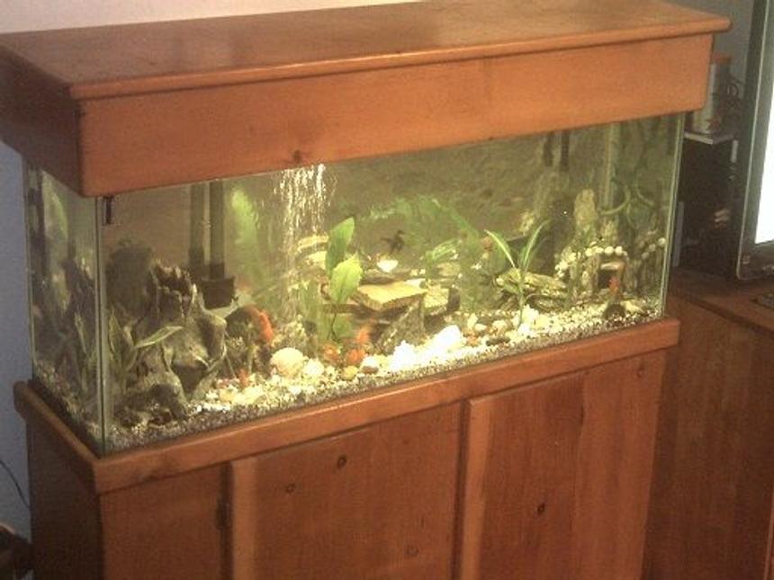 Rated #185: 45 Gallons Planted Tank - my families 45
