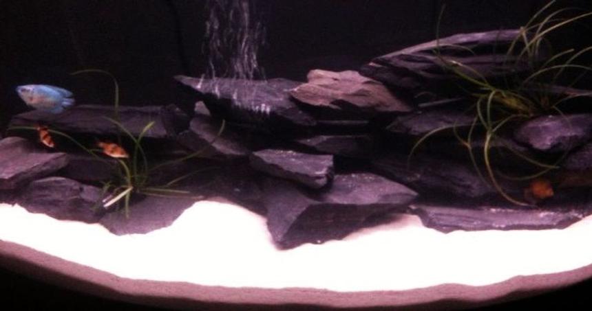Rated #154: 26 Gallons Freshwater Fish Tank - just getting started, it's in a slow process :)