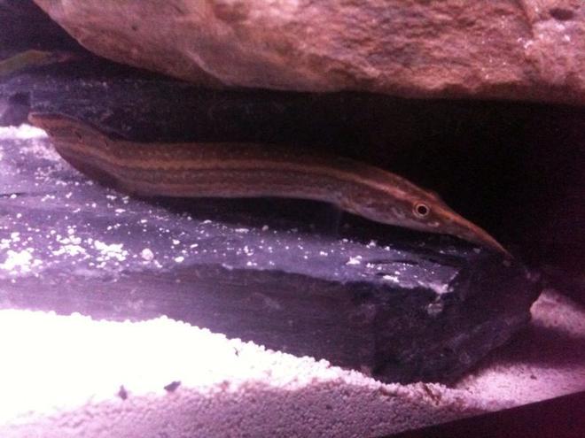 freshwater fish - macrognathus siamensis - peacock eel stocking in 26 gallons tank - Peacock Eel