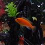 freshwater fish - pseudotropheus estherae - red zebra cichlid stocking in 100 gallons tank - Orange Morph
