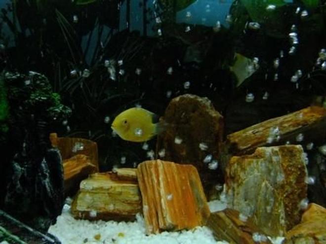 freshwater fish - heros serverus - gold severum stocking in 100 gallons tank