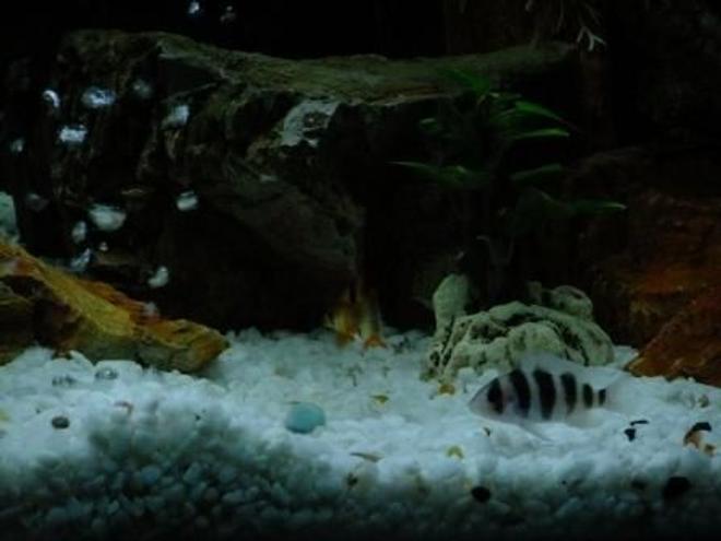 freshwater fish - cyphotilapia frontosa - frontosa cichlid stocking in 100 gallons tank - Frontosa