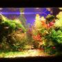 50 gallons planted tank (mostly live plants and fish) - Wet, Sweat and Blood