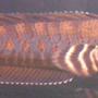 freshwater fish - channa pulchra - dwarf snakeheads stocking in 200 gallons tank - channa pulchra
