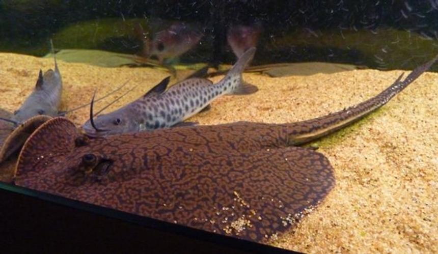 Rated #5: 200 Gallons Saltwater Fish Tank - Reticulated Ray and Vulture Catfish 
Having a cuddle!
Wrong catagory again help!!