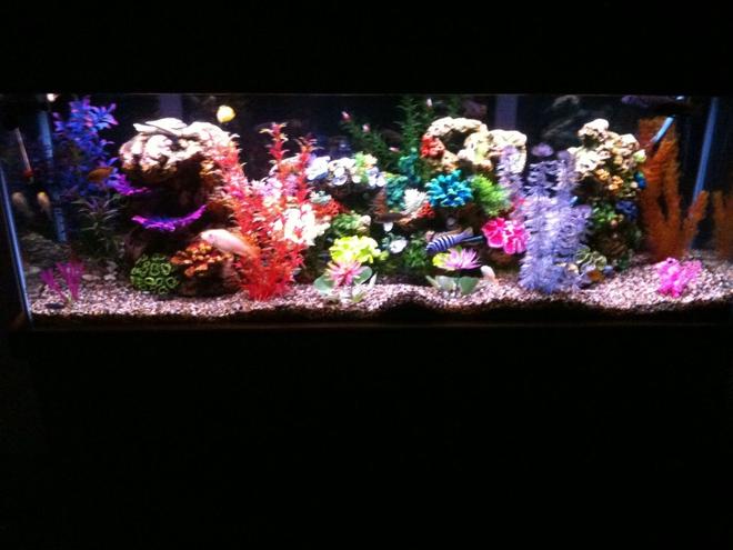55 gallons freshwater fish tank (mostly fish and non-living decorations) - 55 GALLON