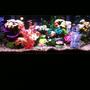 55 gallons freshwater fish tank (mostly fish and non-living decorations) - 55 GALLON