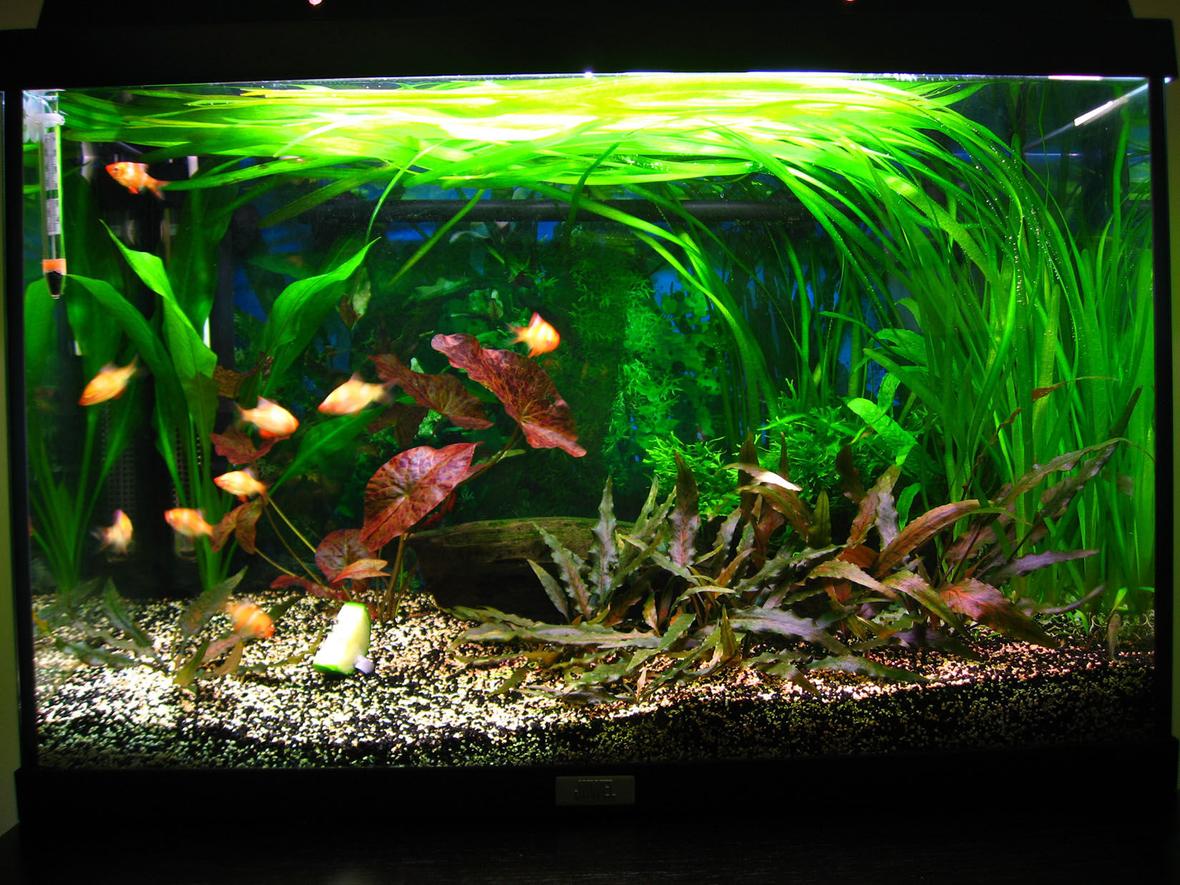 18 gallons planted tank (mostly live plants and fish) - About 1 year old tank. Courgette is for food, not a plant :-D