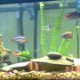 75 gallons freshwater fish tank (mostly fish and non-living decorations) - my tank