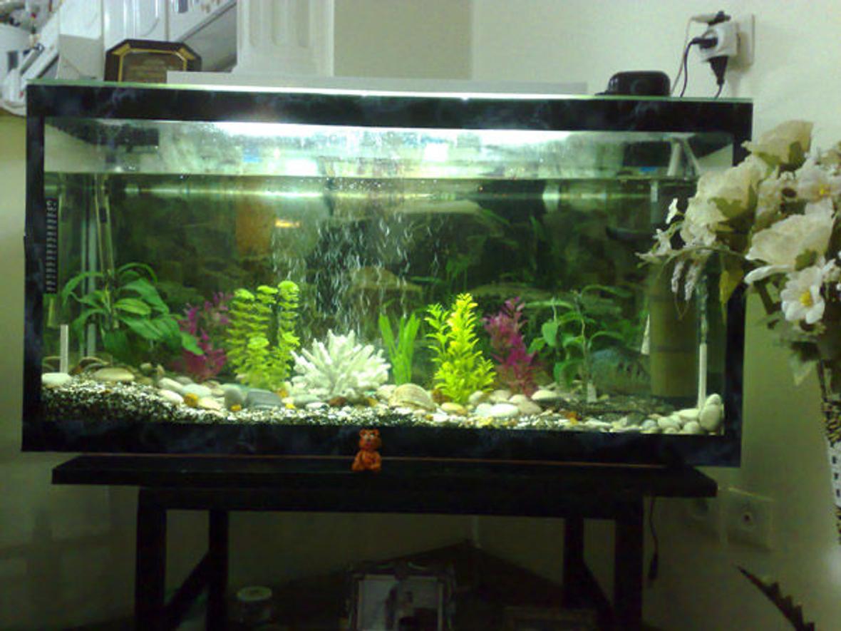 40 gallons freshwater fish tank (mostly fish and non-living decorations) - uuuuu