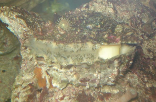 corals inverts stocking in 44 gallons tank - Marine Mollusc