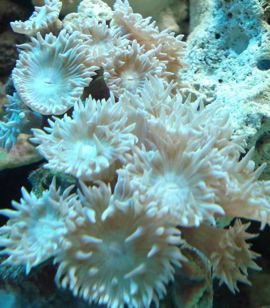 corals inverts - duncanopsammia axifuga - duncan coral stocking in 44 gallons tank - Stoney Coral??