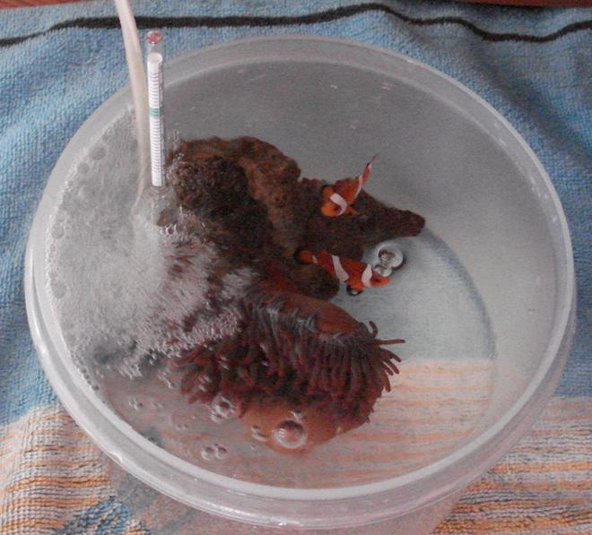 44 gallons saltwater fish tank (mostly fish, little/no live coral) - Coaxing the clownfish into their anemone. 
Our clownfish are one year old today and they have never given any of the anemones in their tank a single thought! We got a tip from someone online who said they put their anemone in a small plastic bucket with the fish to introduce them for a couple of hours and then return them all slowly to the tank. Well what do you know..... it worked! She now doesn't go more than a couple of inches from the anemone unless she's feeding, then she sprints back to the safety of her home. Now 2 years old, i think she's obsessed with it! So amazing.