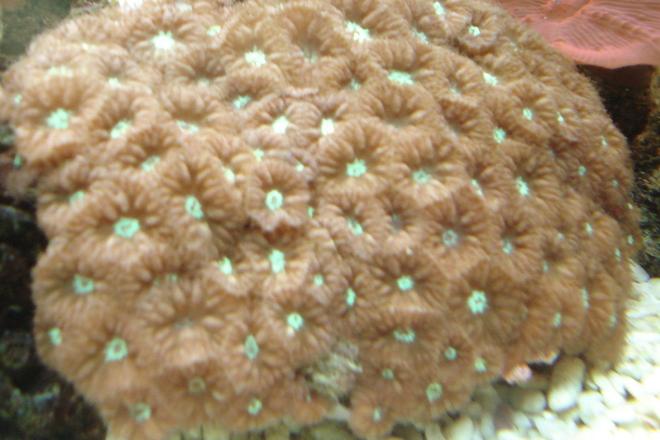 corals inverts - tubipora musica - pipe organ coral stocking in 44 gallons tank - Pipe organ coral